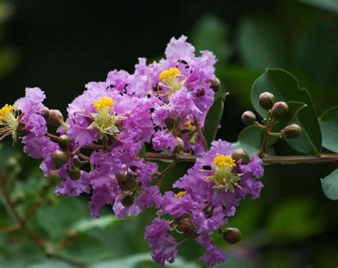 紫薇花種植|【紫薇花種植】紫薇花種植全攻略：新手也能養出繁花似錦！